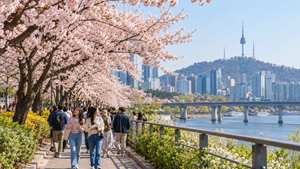 Spring cherry blossoms in Seoul, the best time to visit South Korea